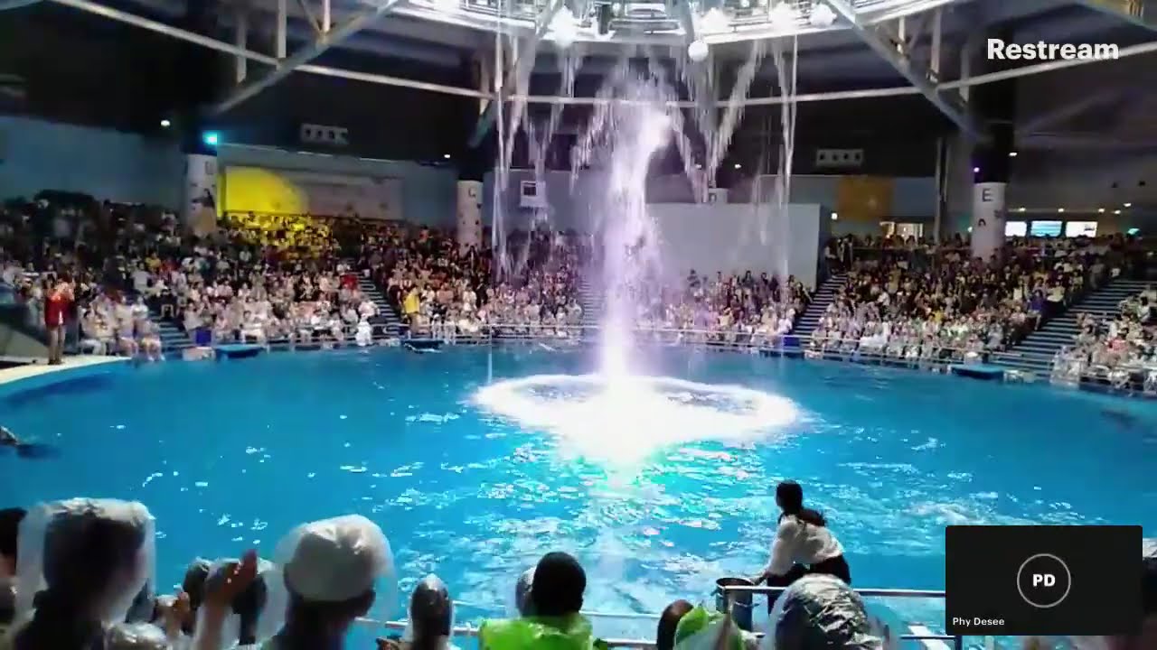 Dolphin show Shinagawa Japan