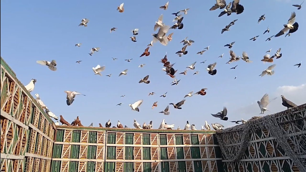 الحمام اتجنن خلاص....شوف عمل اية....مع.... اوطة إمبابة 
