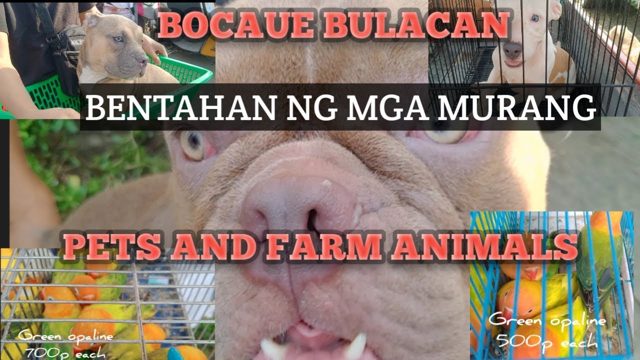 Ang daming murang American bully at mga albs 2 opaline, at mga racing pigeon sa Bocaue Bulacan.