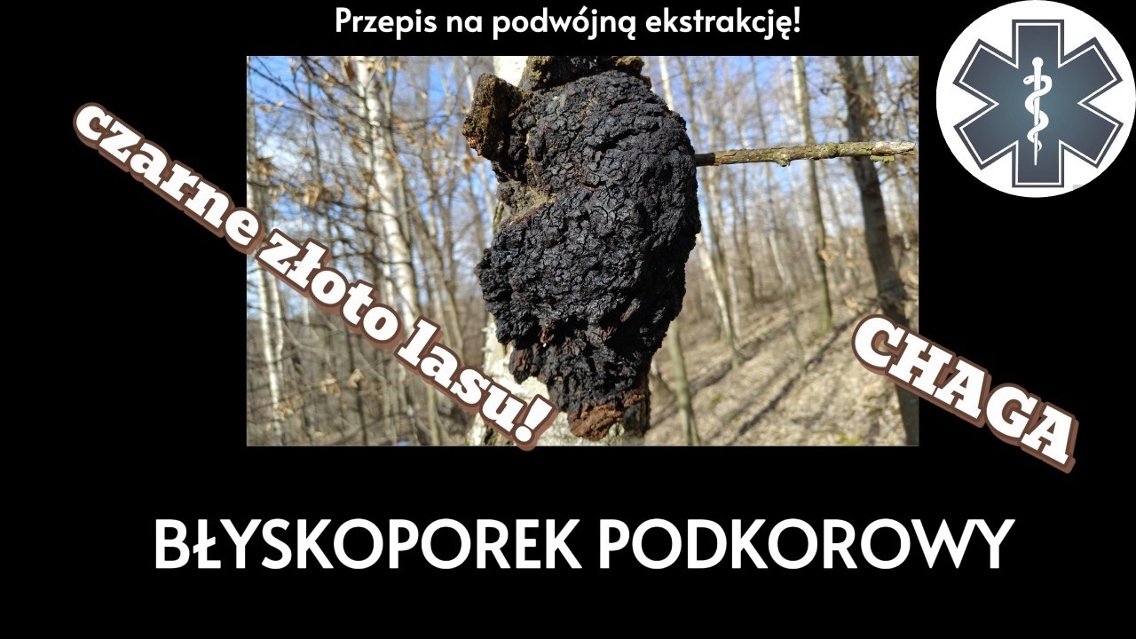 Błyskoporek podkorowy - kompendium wiedzy o grzybie Czaga/Chaga