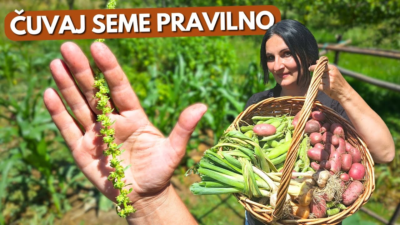 Ako SI UCHOVAŤ Semená Zo Záhrady Pre LEPŠIE Klíčenie?