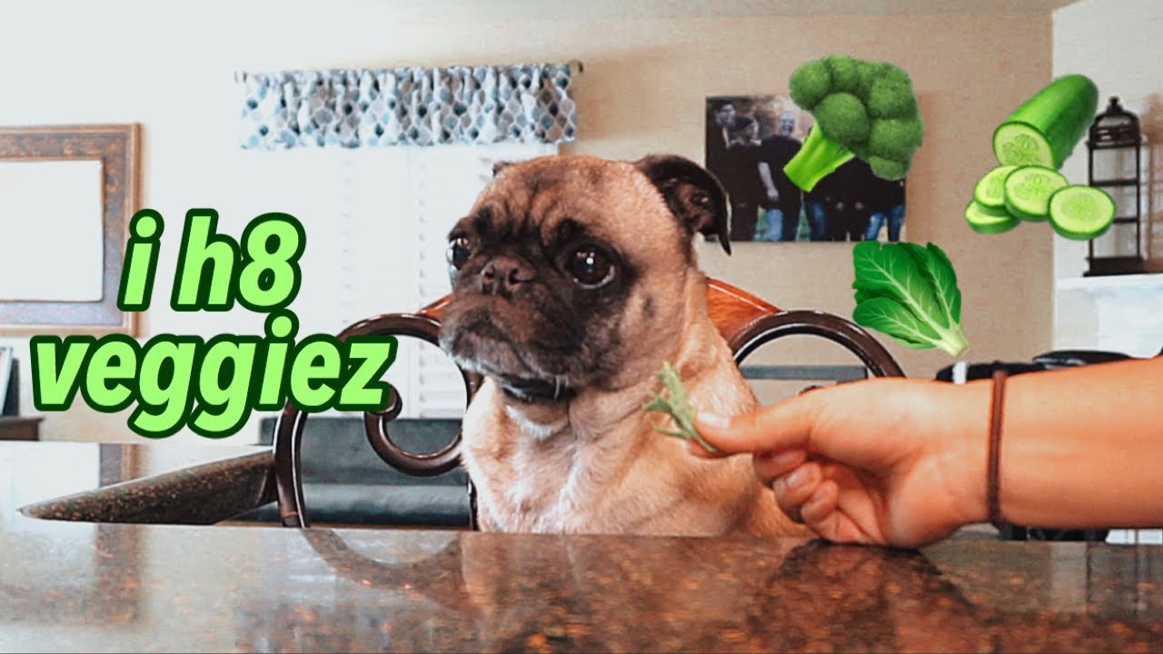 PUG TASTE TESTING / episode 2