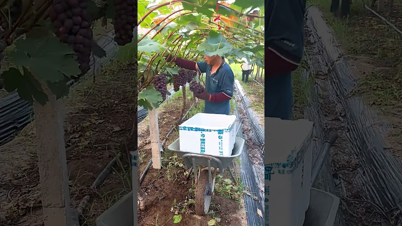 Teng Min grapes #grape #grapenation #pruninggrapevines #grapecity #grapecare #grapemaintenance