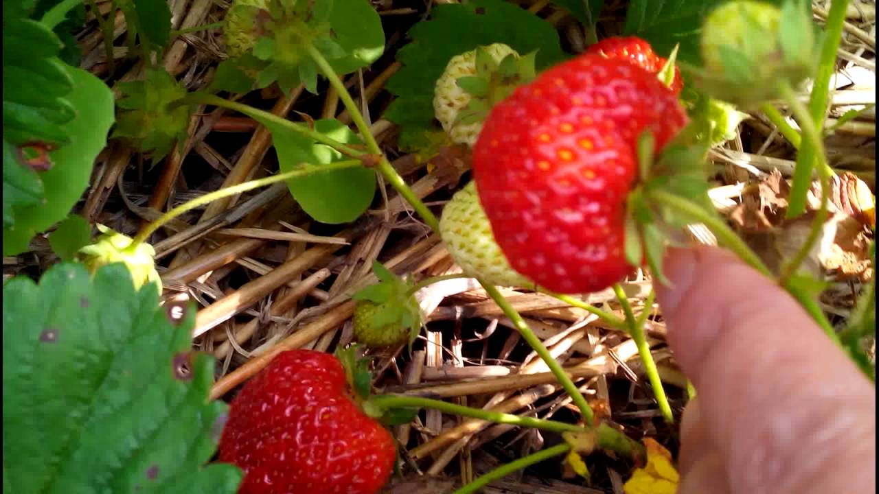 Земляника Чудо мира