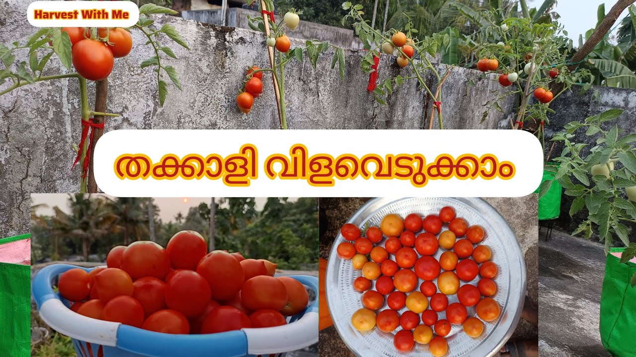 തക്കാളി വിളവെടുത്താലോ | Tomato Harvest #harvest #tomatoharvest #tomato 