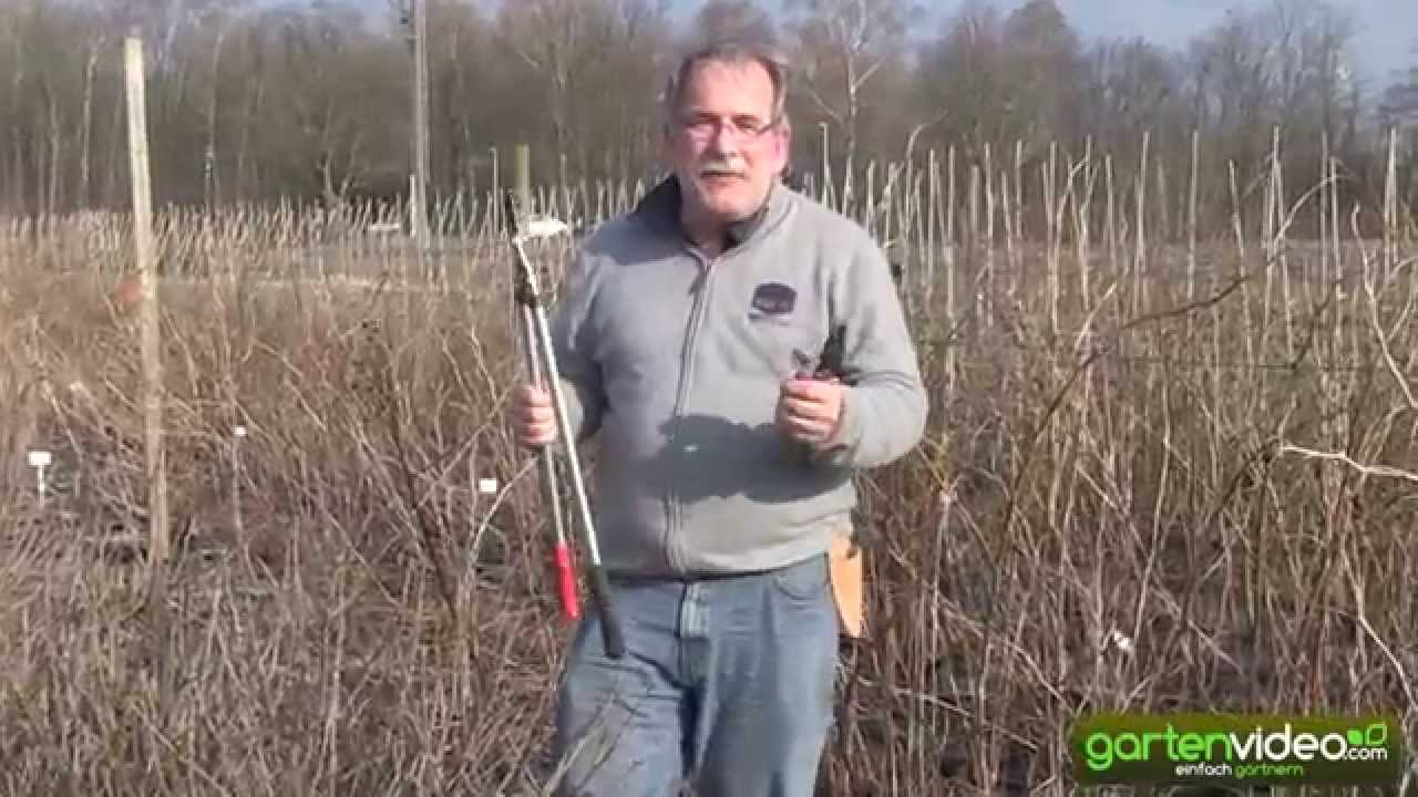 Wie schneide ich eine rote oder weisse Johannisbeere?