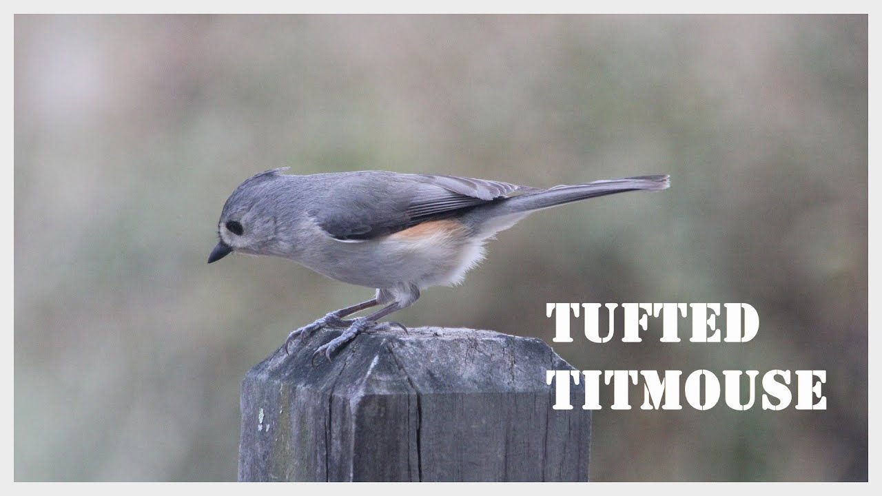 The remarkable variation of tufted titmouse call.