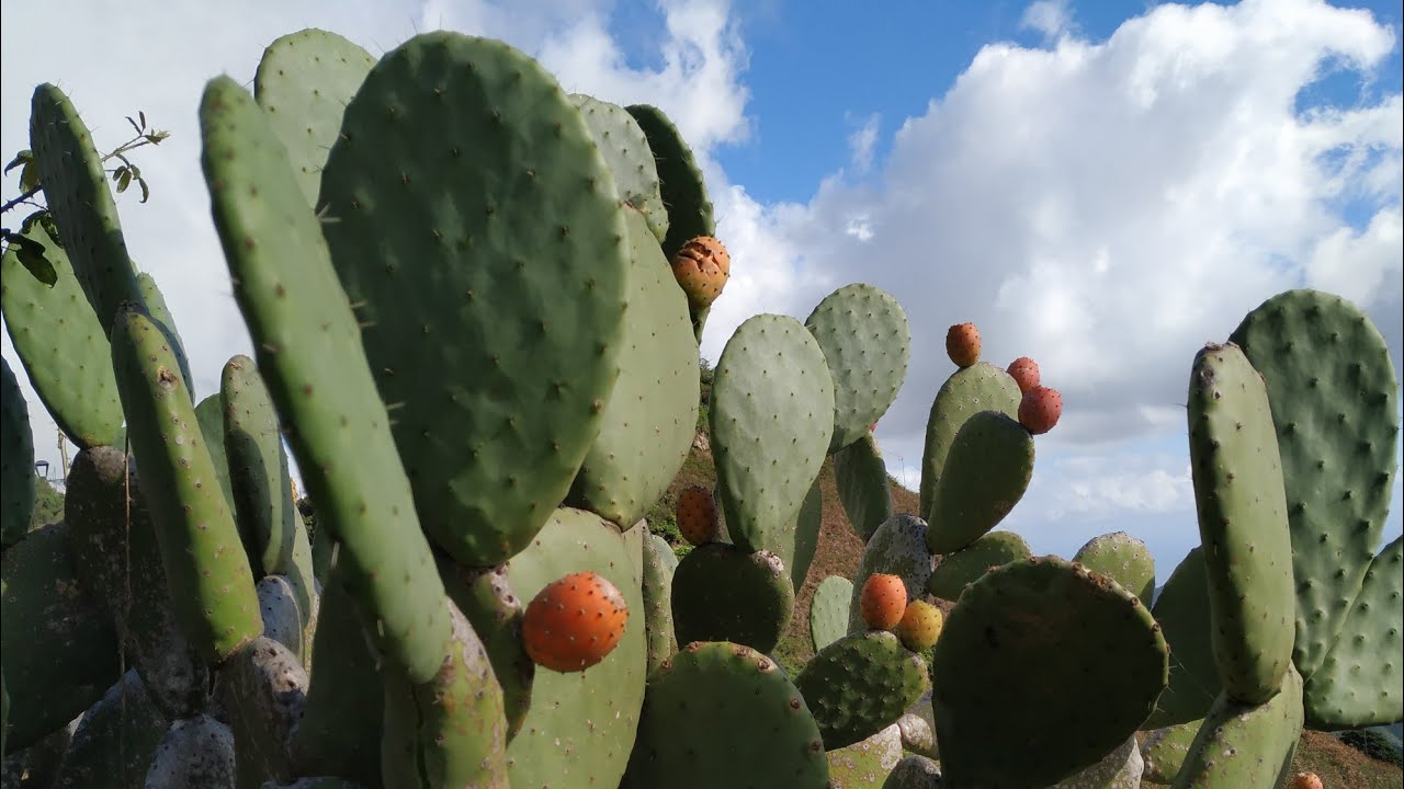 Prickly Pear (Opuntia ficus-indica)  - how to pick, de-spine and cut the fruit