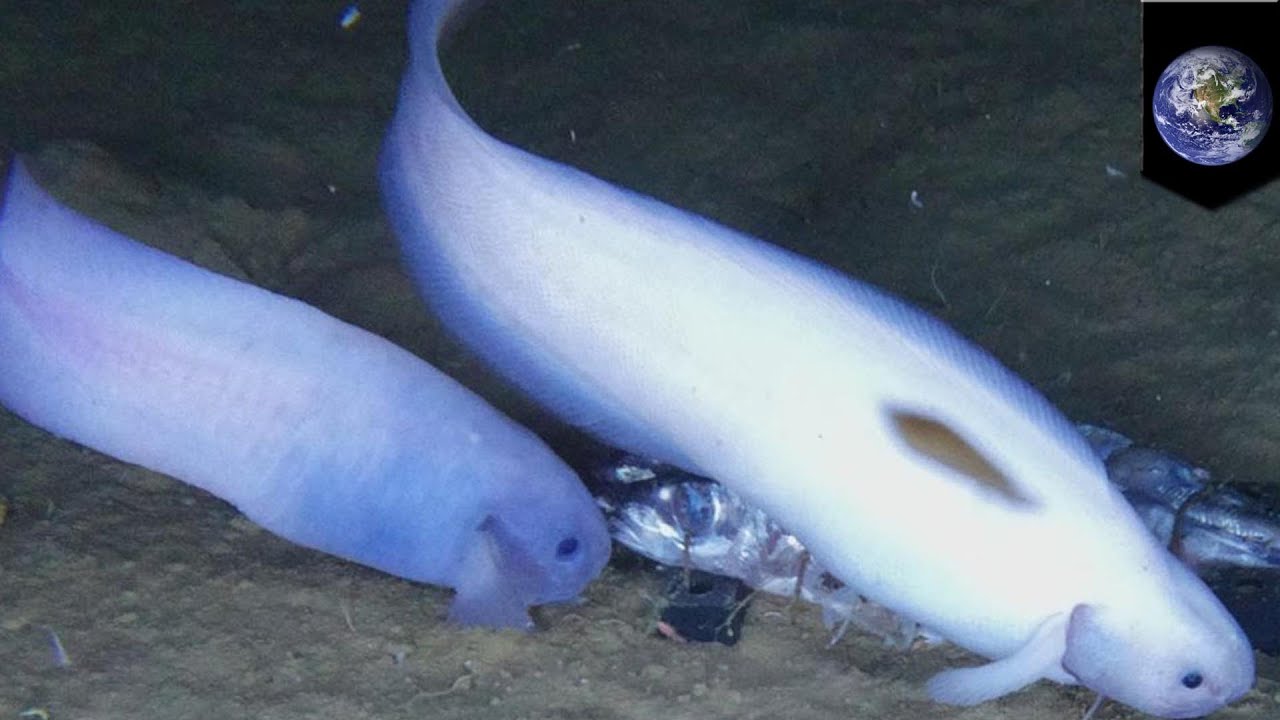 海底深處發現新魚種 透明脆弱帶上岸還會融化