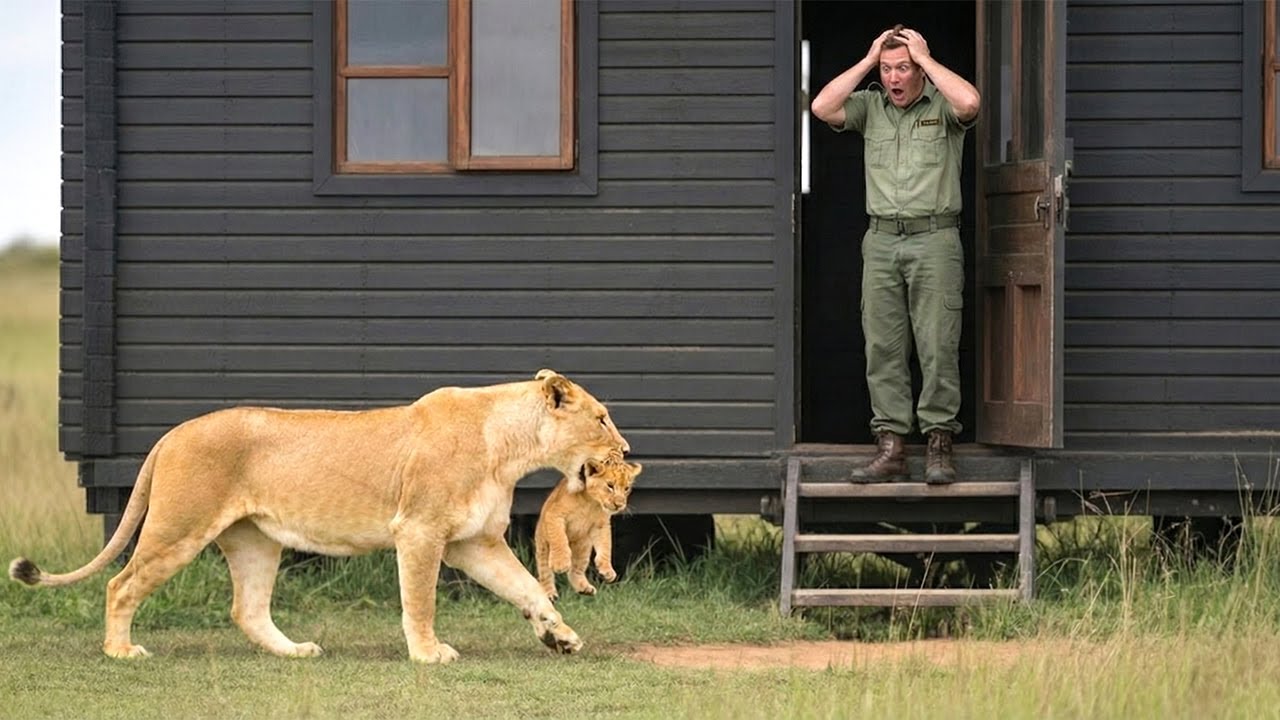 Lioness Arrives at Ranger’s Cabin Holding Her Cub — You Won’t Believe What Happens Next