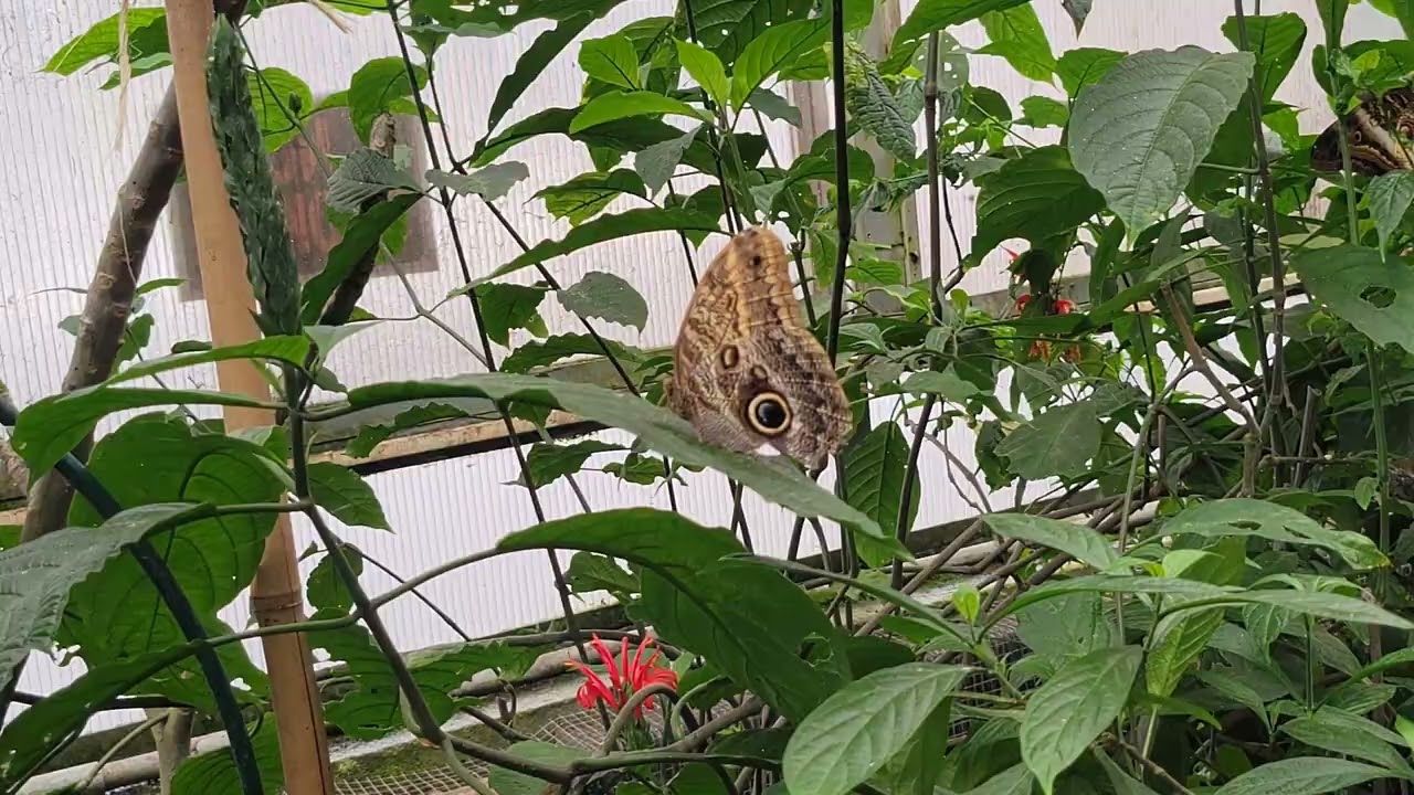 Butterfly Park 🦋 ( Ena da idhu Butterflies ku oru veeda!!!) #ustamilvlog #butterflypark #magicwings