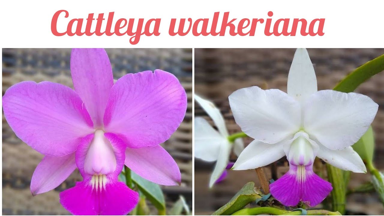 Cattleya walkeriana broto foliar e broto de floração Como diferenciar