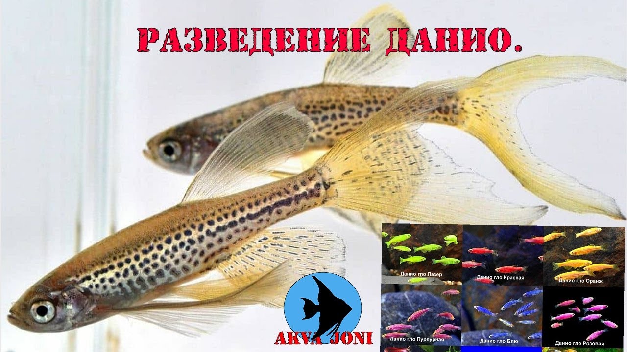 Разведение данио.