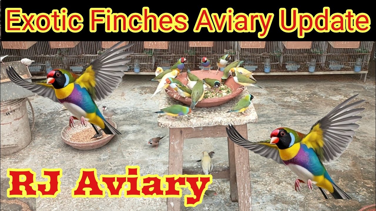 Exotic Finches Colony Update||Beautiful Lady Gouldien Finches||Owl Finch||Star Finch||Fawn java||