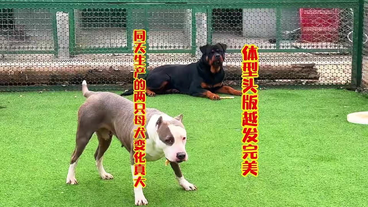 同天生产的两只母犬变化大，头版骨架接近完美