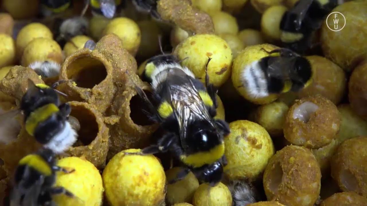 FWU - Staatenbildende Insekten - Trailer