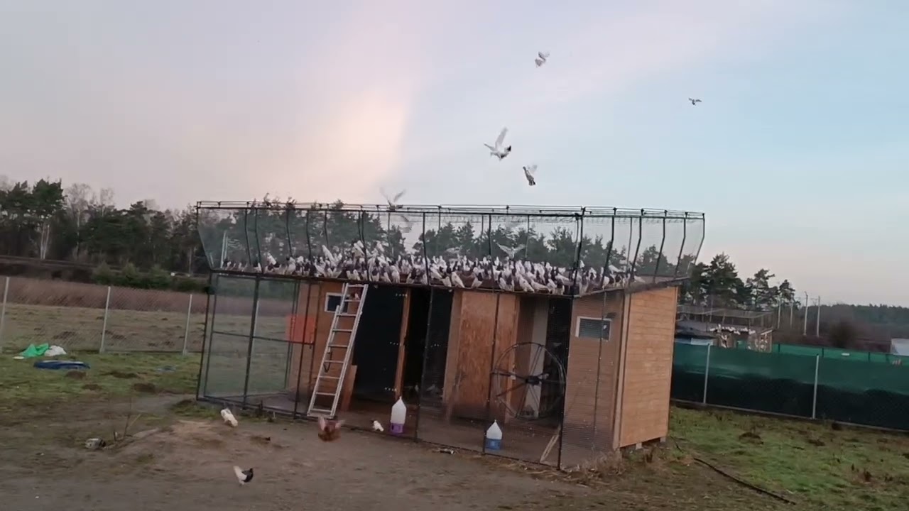 Czwartkowe spacery.  Pozdrawiam 🔥
