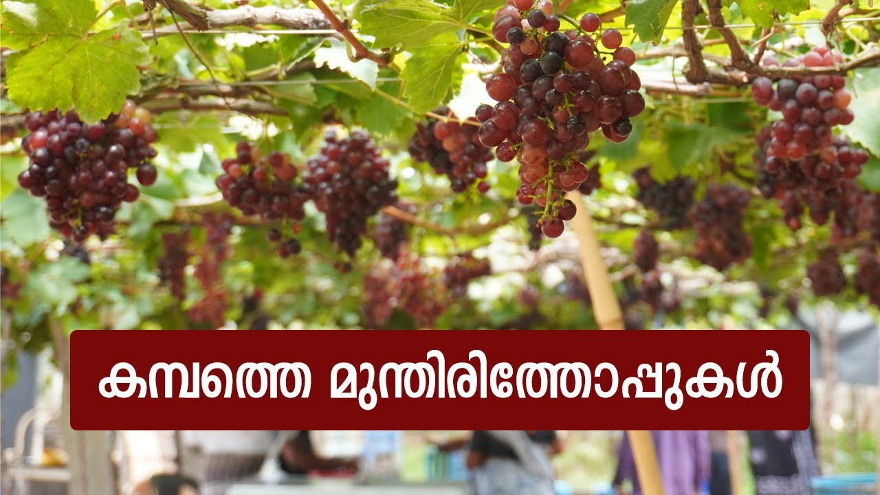 കമ്പത്തെ മുന്തിരിത്തോപ്പുകൾ l Grape Farm l Suhail Ramzan l The Food Traveller