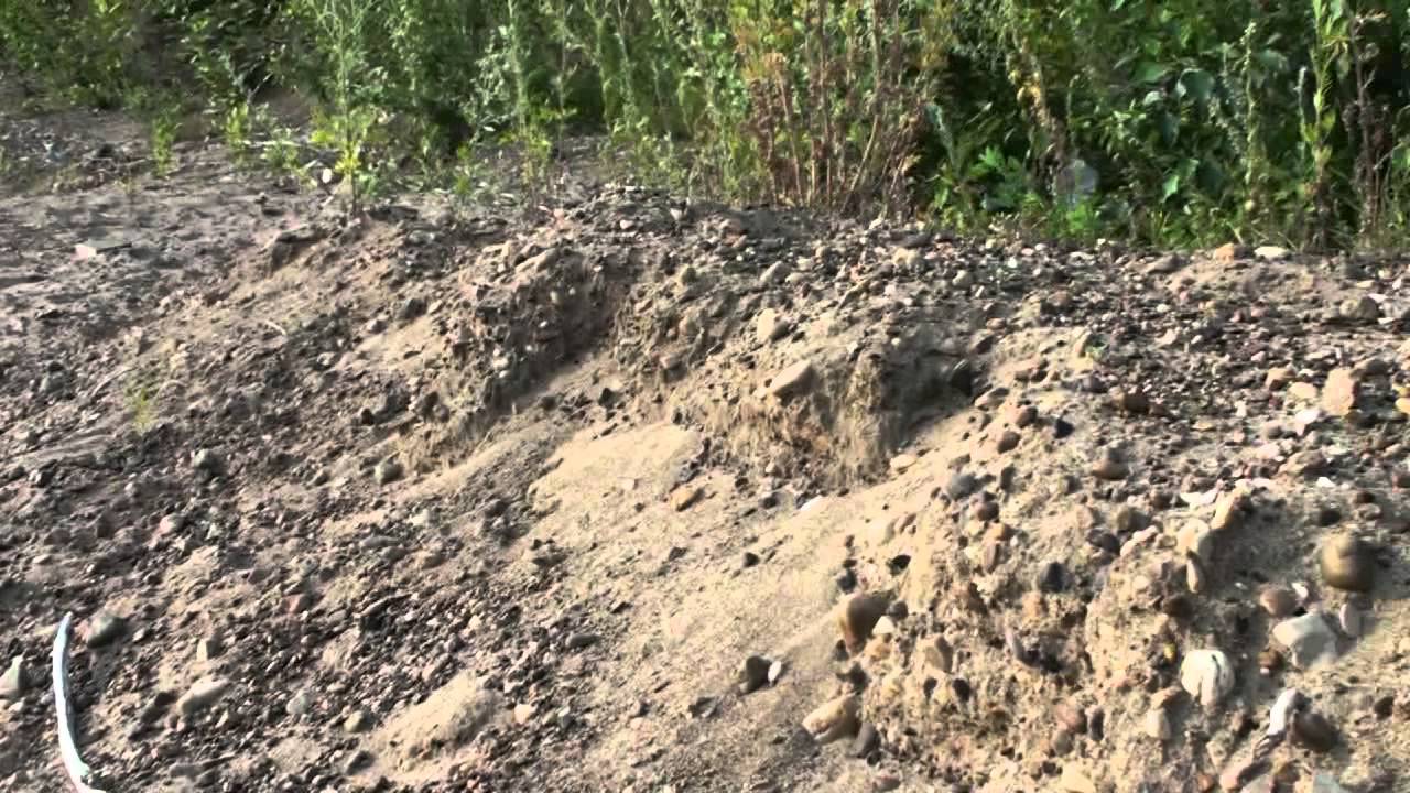 оса филант  пчелиный волк 1