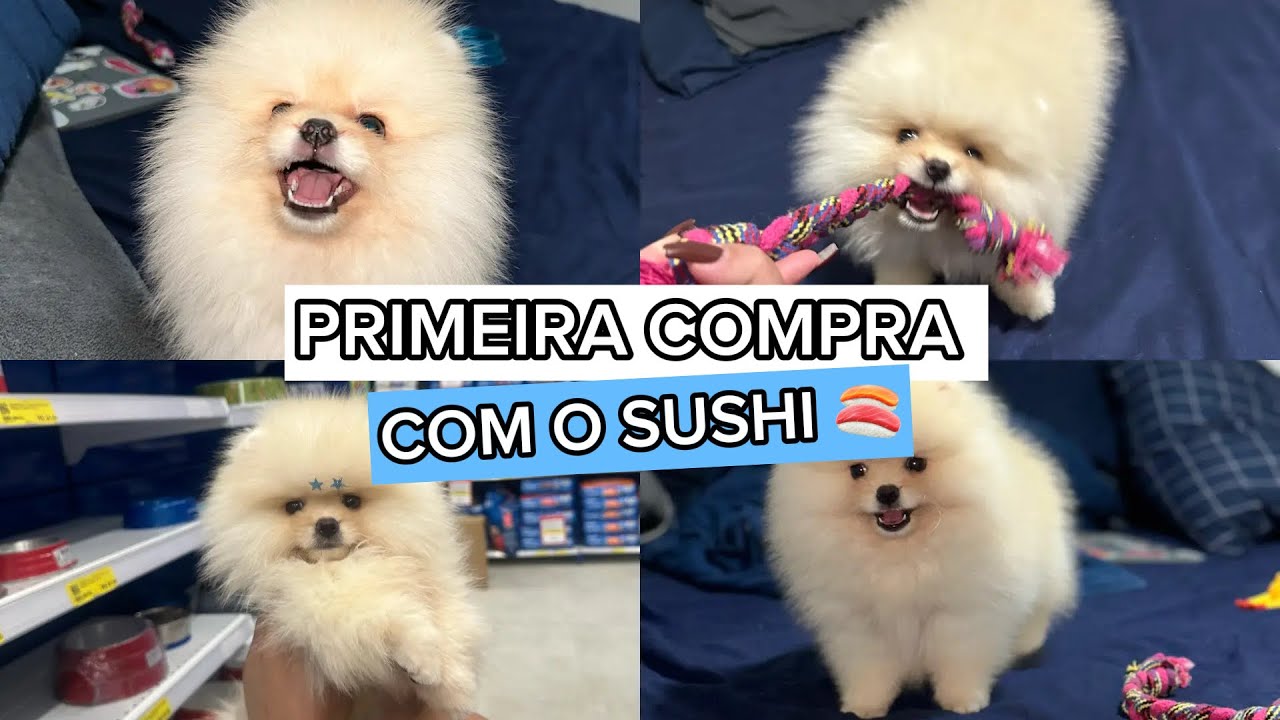 PRIMEIRA COMPRINHA PET / SUSHI ( spitz) 