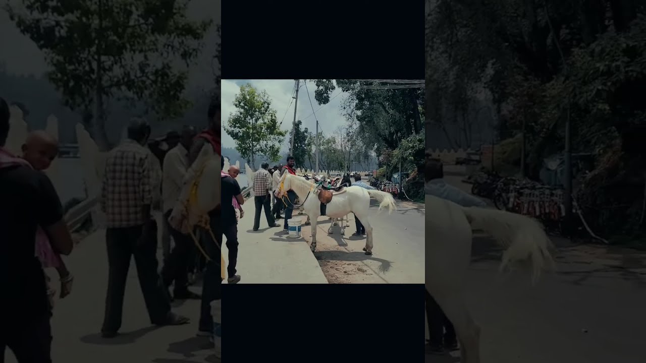 Exploring kodai🍄         #kodaikanal #kodikai #travel #travelvlog #traveling #travelphotography