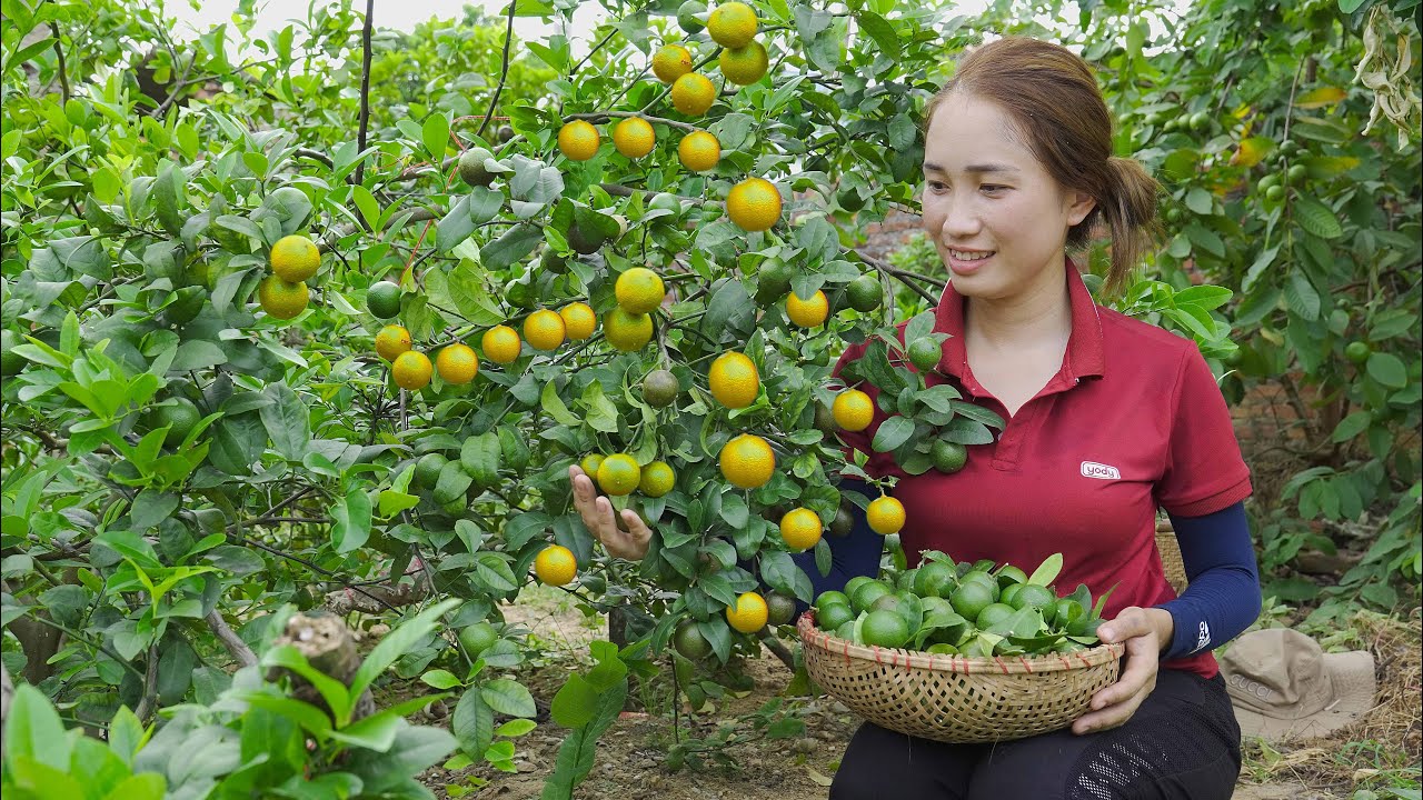Harvesting Lemon Garden Goes to the market sell  - Delicious dishes with beef - Lý Thị Hoa