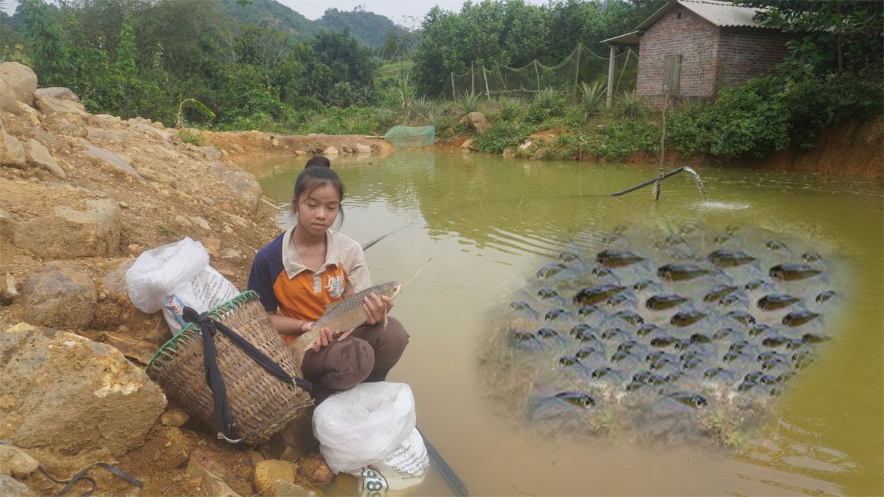 Buy fish to stock the pond, grow vegetables and plants for the fish to eat / Sơn thôn