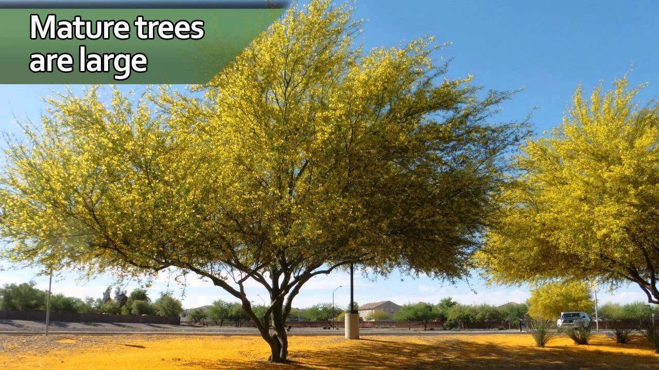Southwest Home Gardening: Landscape Trees