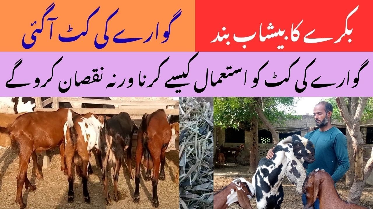 Goat Urine Blockage Treatment | How to use Guar Fodder Effectively