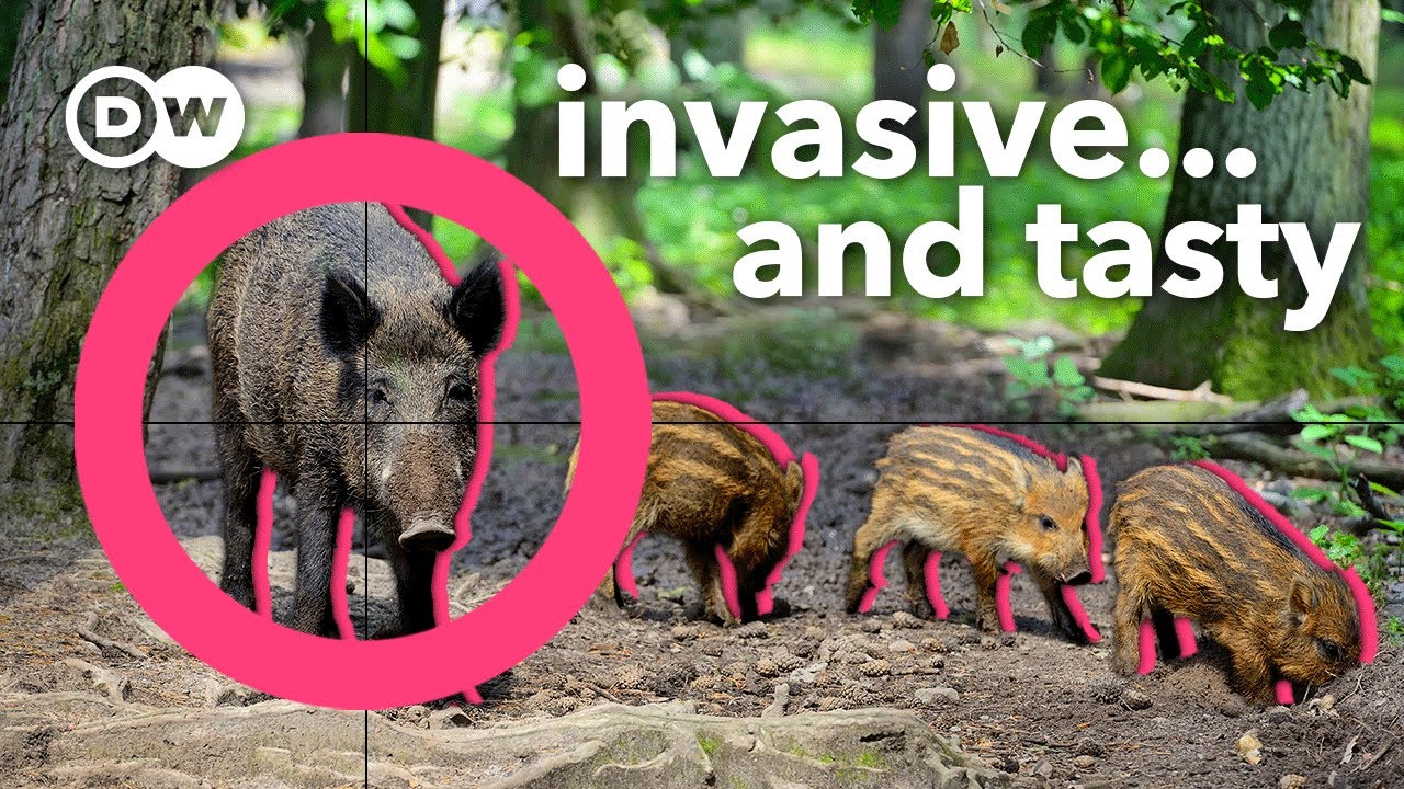 Should we be killing (and eating) invasive species?