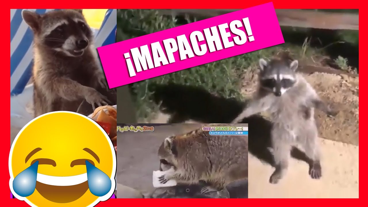 Videos graciosos de mapaches 🐱&zwj;👤🎇🦝🦝