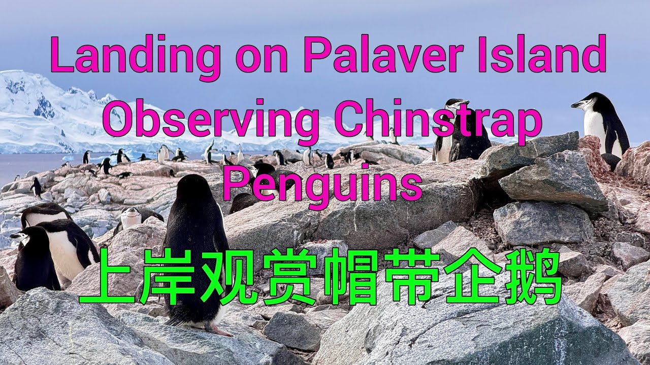 【南极行】：上岸观赏帽带企鹅 Land on Palaver island and observe the beautiful chinstrap penguins.