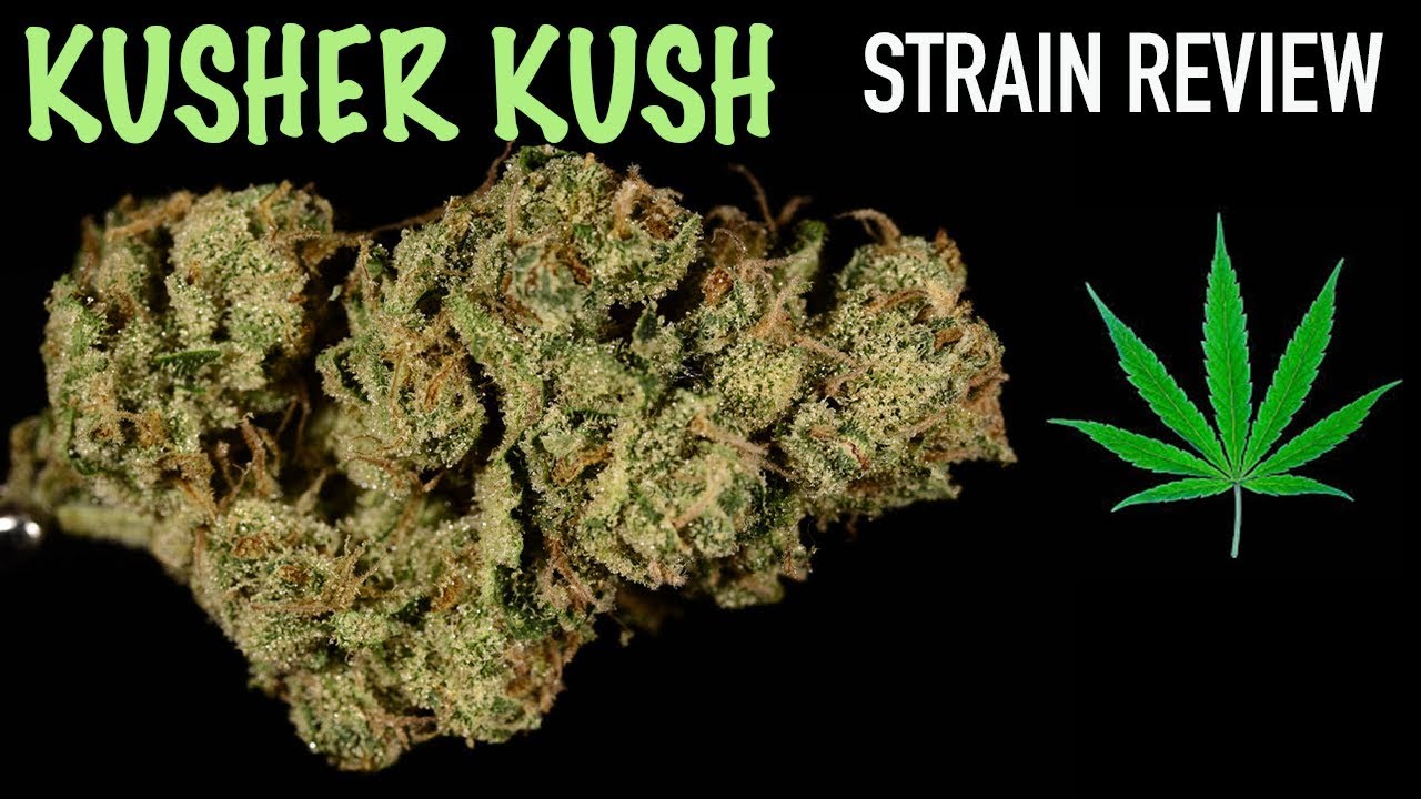 KOSHER KUSH STRAIN REVIEW