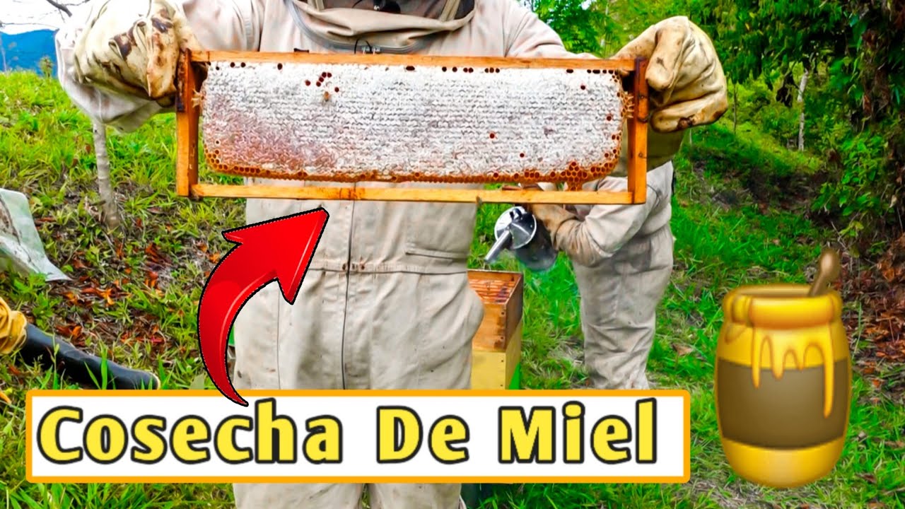 ✅ ASÍ se COSECHA la MIEL de ABEJA 🍯🐝