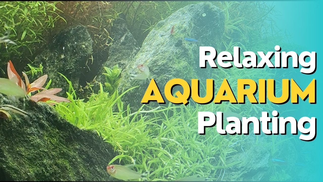 Um aqu&aacute;rio plantado muito relaxante de se ver (Alisson Gama)