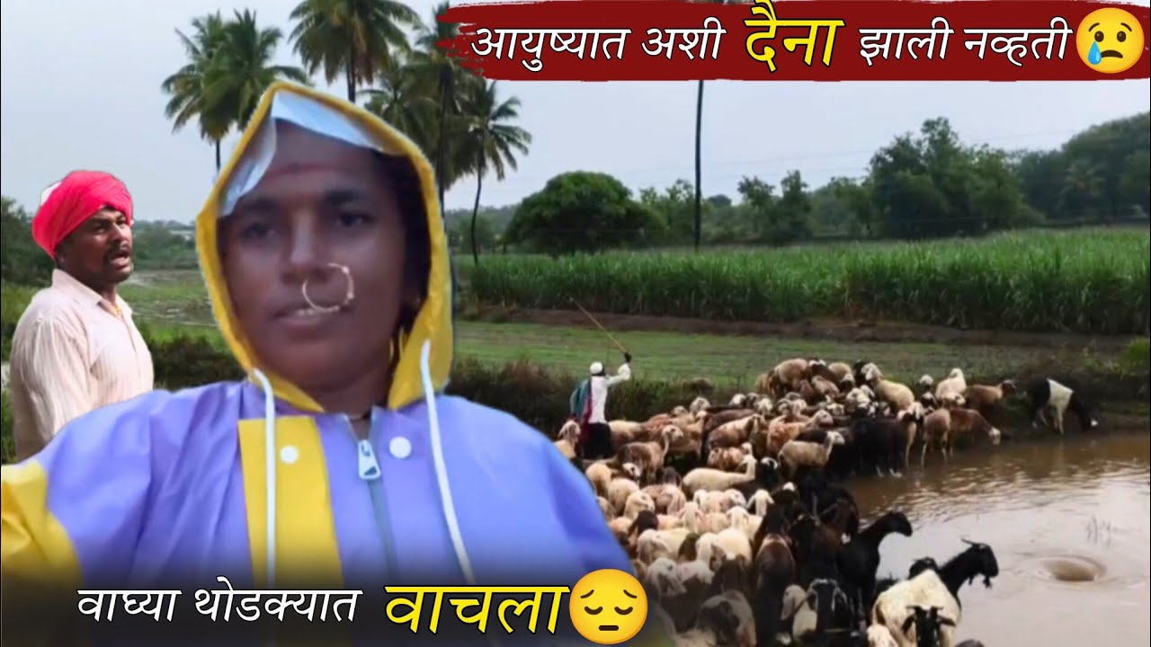 जोराच्या पावसाने ओढ्याला पूर आला, मेंढ्या चिखलात रुतू लागल्या 😢, एवढे हाल कधी झाले नव्हते | banai