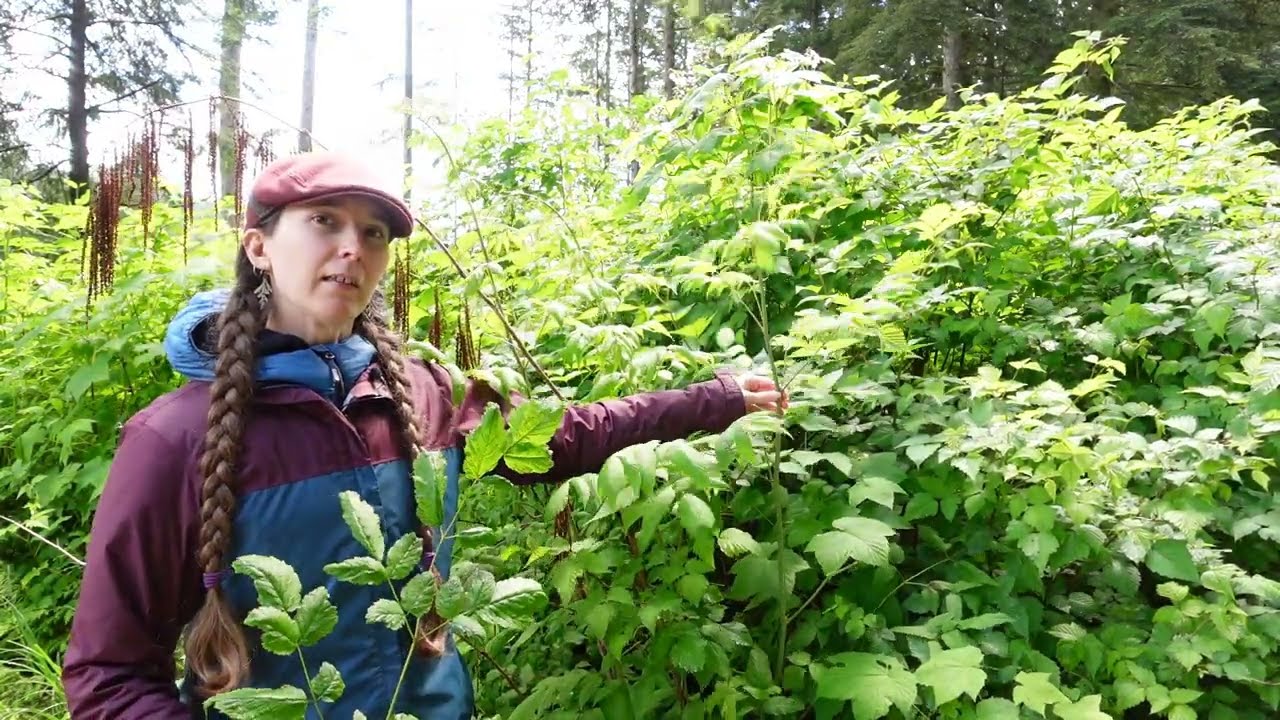Plant ID: goatsbeard (Aruncus dioicus)