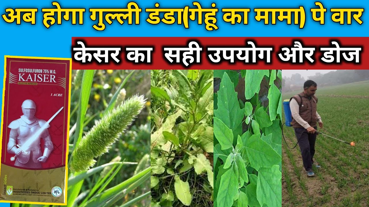 सल्फोसल्फ्यूरॉन 75%wg का सही उपयोग।Correct use of Sulfosulfuron 75%wg #kaiser #sulfosulfuron 75%wg