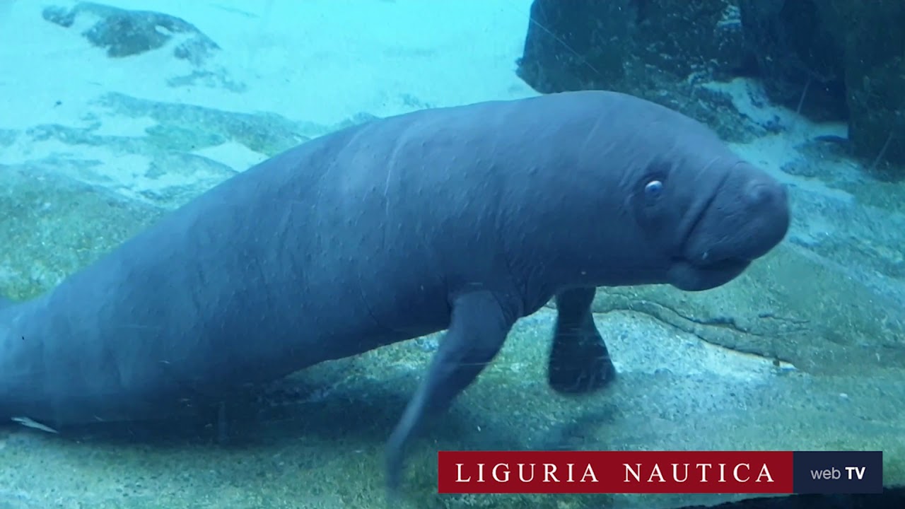 Fiocco rosa all'Acquario di Genova, è nato un lamantino