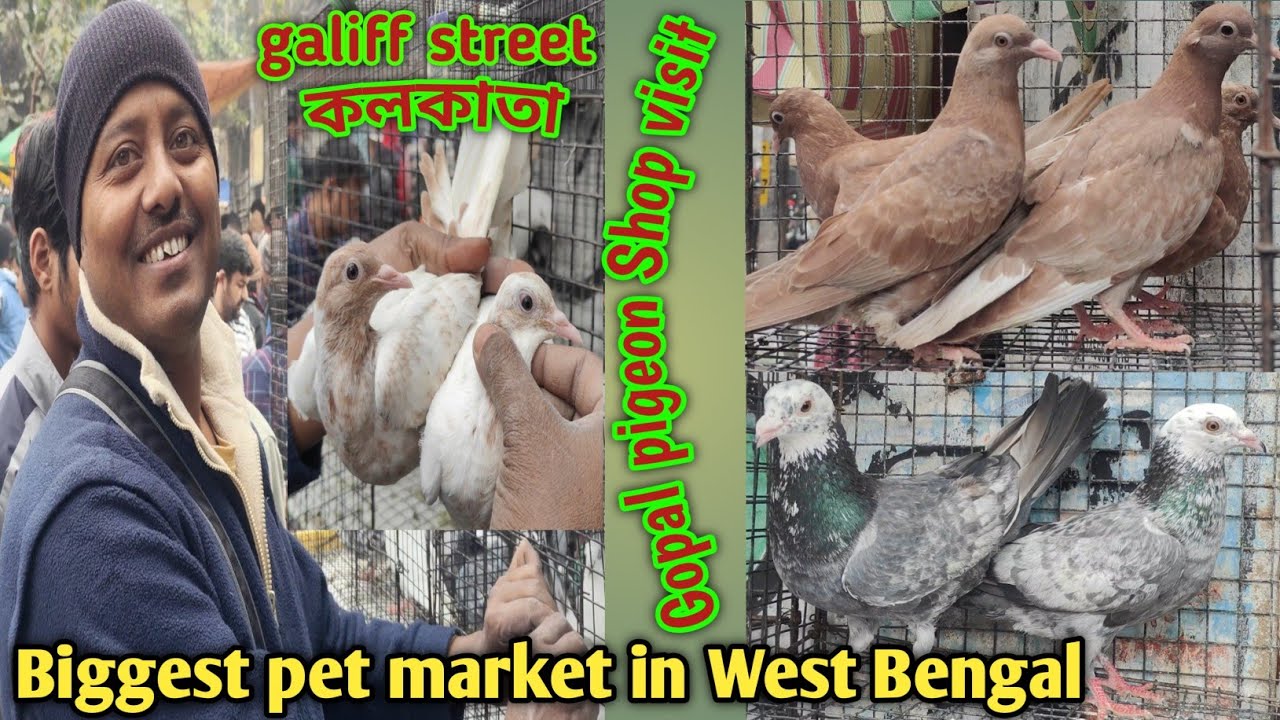 সবচেয়ে বড় কবুতর মার্কেট GALIFF STREET  টালার হাট ll সবধরণের কবুতর এইখানে available@Theskybirds