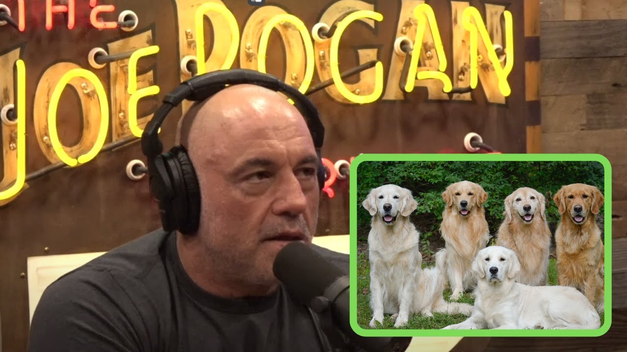 Wolf Expert Diane Boyd on the domestication of dogs from wolves.