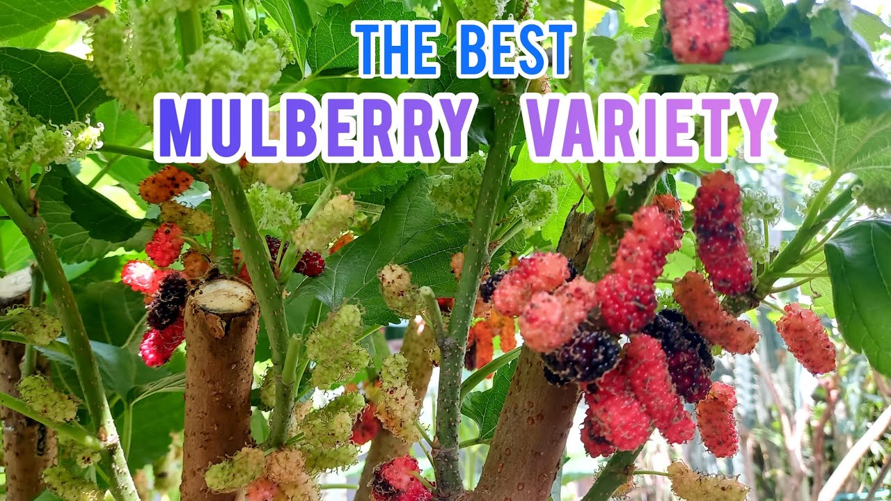 Ano ang MAGANDANG pantanim na VARIETY ng MULBERRY?  |  ALAMIN   @jasonarroyo6029 #mulbery  #tips