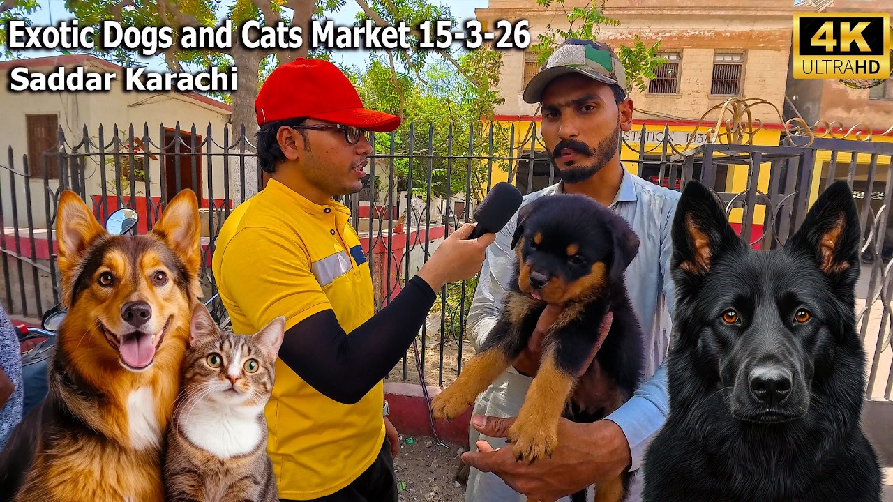 Exotic Dogs and Cats Market 15-3-26 Saddar Karachi | Unique and Rare Breeds of Cats and Dogs