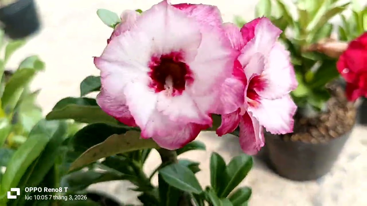  7/3/2026/lô sứ hạt lai 34 LH 0702991475