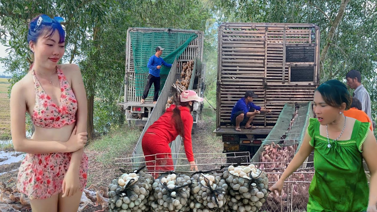 The exciting journey of a truck and boat carrying 100,000 ducks over 1,000km to a new field