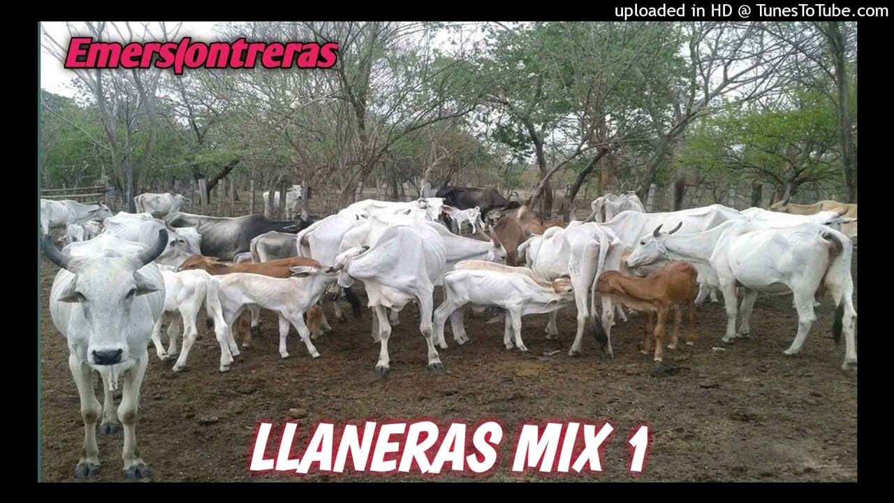 MEZCLA LLANERA 1