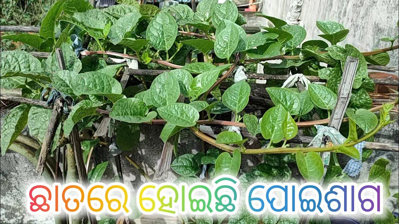 ଛାତ ଉପରେ ହୋଇଥିବା ପୋଇସାଗ harvesting। Malabar spinach harvesting from terrace 