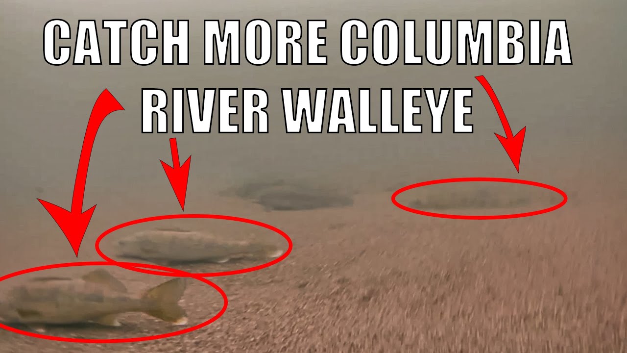 Catch More Columbia River Walleye
