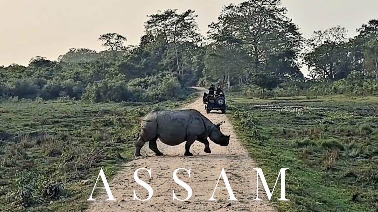 Awesome Assam! | Meters away from rhinos in kaziranga