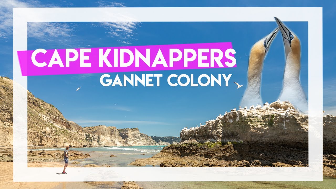 Cape Kidnappers Gannet Colony